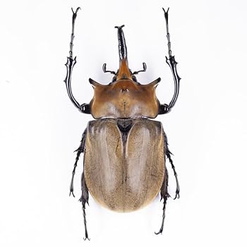 特大エレファスゾウカブト標本 特大エレファスゾウカブト標本 - メルカリ